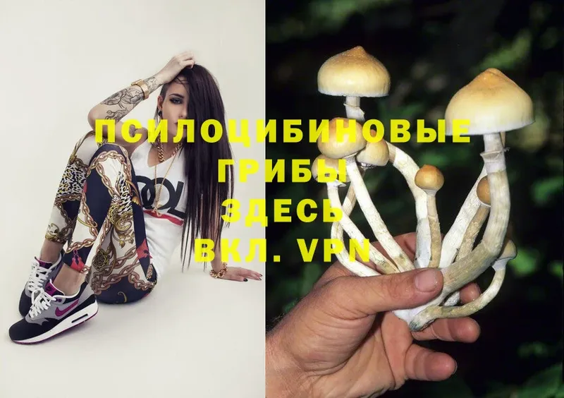 наркотики  Подпорожье  OMG зеркало  Псилоцибиновые грибы Cubensis 